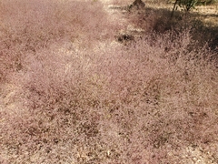 Cordylanthus pilosus trifidus