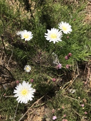 Malacothrix saxatilis implicata