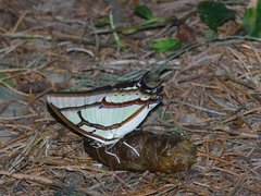 Polyura narcaea meghaduta