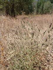 Cordylanthus pilosus trifidus