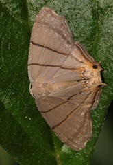 Orudiza protheclaria