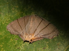 Orudiza protheclaria