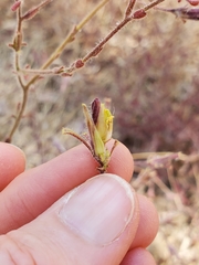 Cordylanthus pilosus trifidus