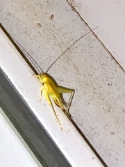 Cyrtoxipha columbiana