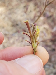 Cordylanthus pilosus trifidus