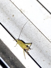 Cyrtoxipha columbiana