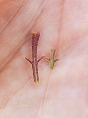 Cordylanthus pilosus trifidus