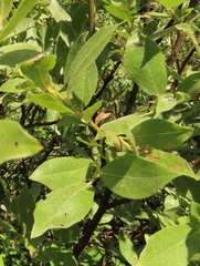 Salix eastwoodiae