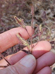 Cordylanthus pilosus trifidus