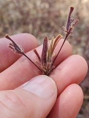 Cordylanthus pilosus trifidus