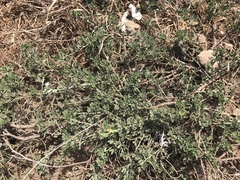 Acmispon dendroideus dendroideus