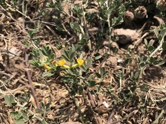 Acmispon dendroideus dendroideus