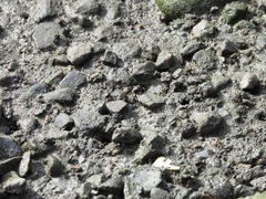 Ilyoplax formosensis