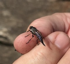 Neoitamus flavofemoratus