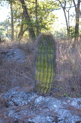 Ferocactus reppenhagenii