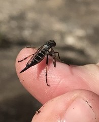 Neoitamus flavofemoratus