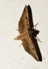 Nacoleia charesalis