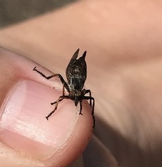 Neoitamus flavofemoratus