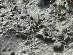 Ilyoplax formosensis