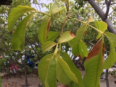 Melicoccus bijugatus