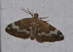 Perizoma alchemillata