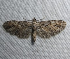 Eupithecia graefii