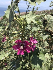 Malva assurgentiflora