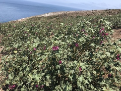 Malva assurgentiflora