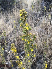 Deinandra mohavensis