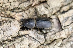 Dorcus brevis