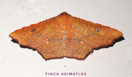 Rhodogonia miniata