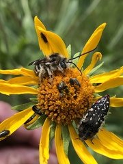 Melissodes confusus