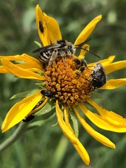 Melissodes confusus