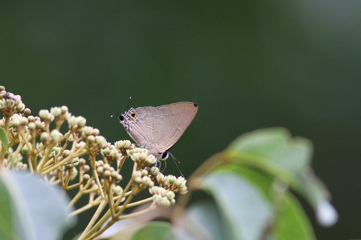 Deudorix repercussa