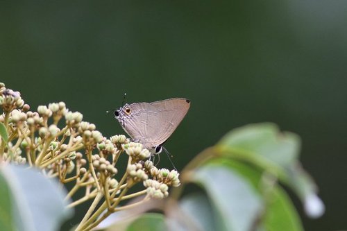 Deudorix repercussa · iNaturalist