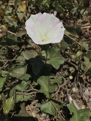 Calystegia macrostegia macrostegia