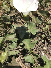 Calystegia macrostegia macrostegia