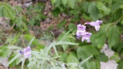 Penstemon sepalulus