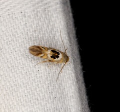 Hieromantis arcuata
