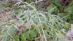 Penstemon sepalulus