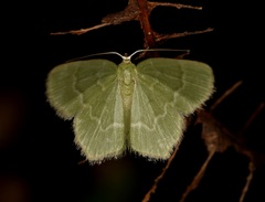 Idiochlora minuscula
