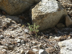 Polygonum shastense