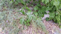 Penstemon sepalulus