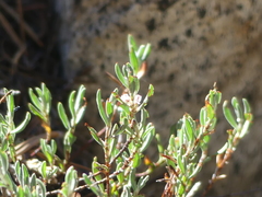 Polygonum shastense