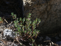 Polygonum shastense