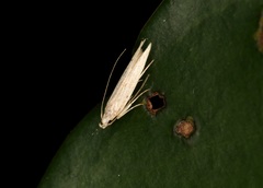 Parametriotinae