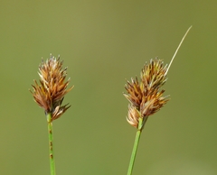 Carex athrostachya