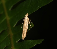 Parametriotinae