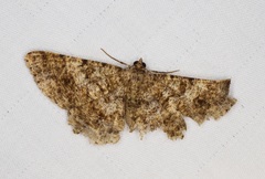 Racotis boarmiaria