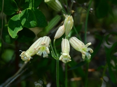 Silene douglasii douglasii